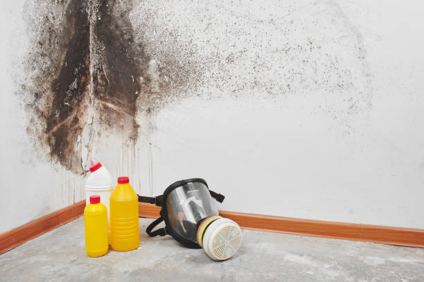 Best Attic Mold Removal  in Shawnee Hills, OH