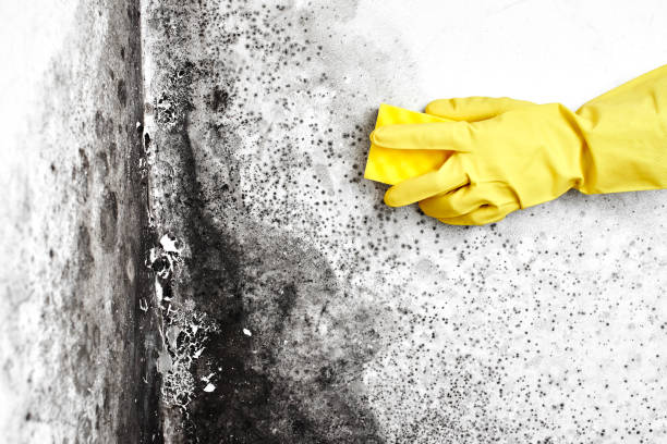 Best Emergency Mold Removal  in Shawnee Hills, OH