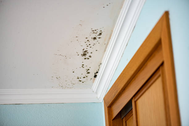 Best Emergency Mold Removal  in Shawnee Hills, OH