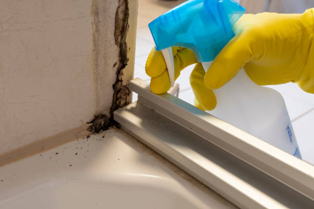Best Certified Mold Removal  in Shawnee Hills, OH