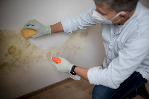 Best Commercial Mold Removal  in Shawnee Hills, OH