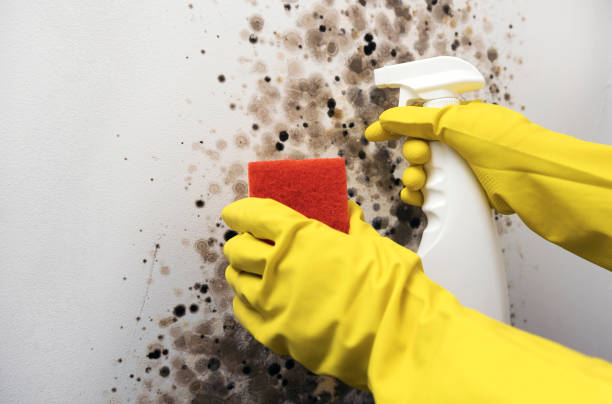 Best Mold Remediation  in Shawnee Hills, OH