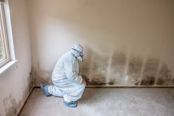 Best Same-Day Mold Removal  in Shawnee Hills, OH