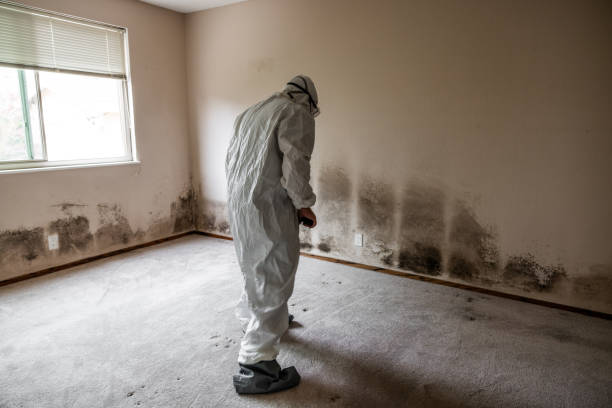 Best Mold Cleaning Services  in Shawnee Hills, OH