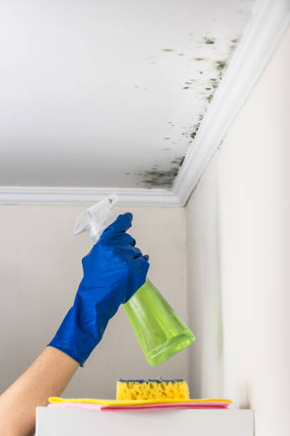 Best Affordable Mold Removal  in Shawnee Hills, OH